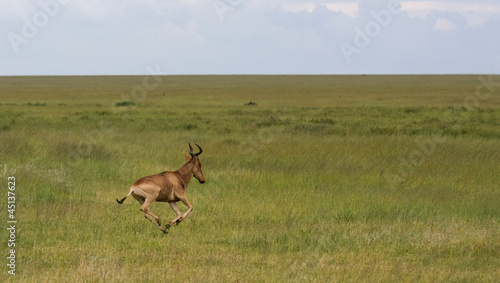 Antilope di corsa