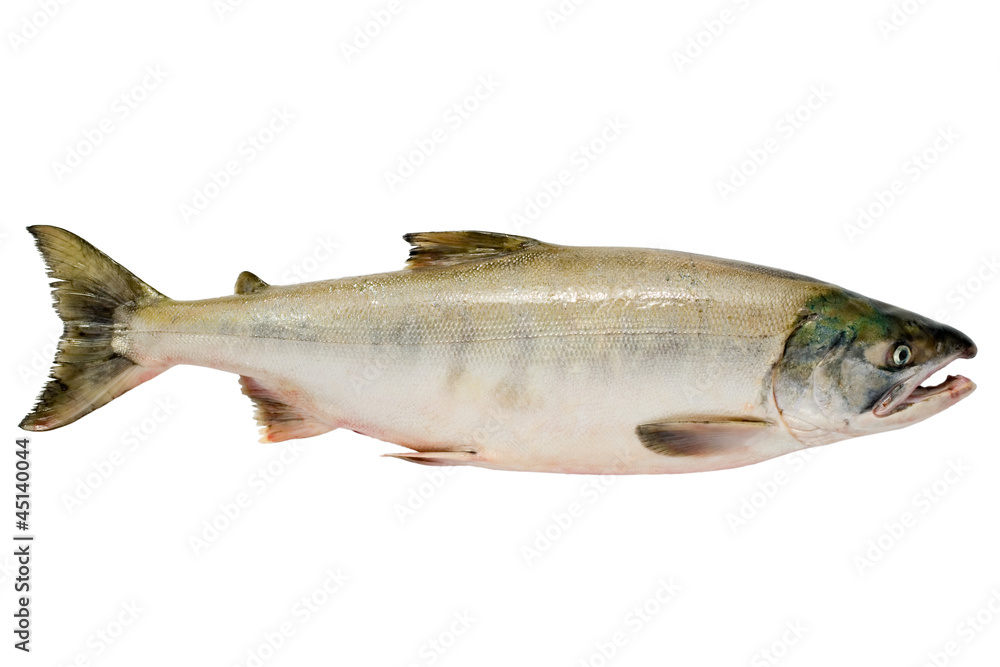 Naklejka premium Pacific chum salmon, fresh caught mature male.