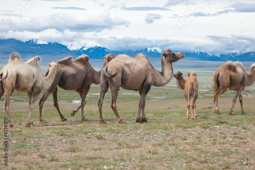 Fototapeta Naklejka Na Ścianę i Meble -  Bactrian camels