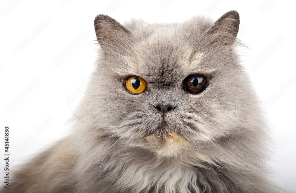 Grey Persian Cat