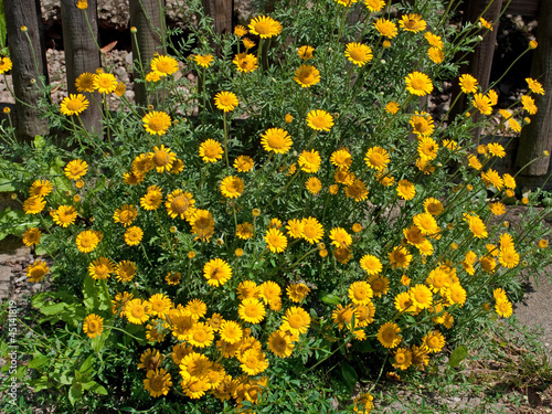 Färberkamille - Anthemis tinctoria