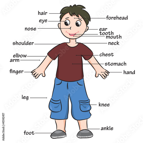 Cartoon child. Vocabulary of body parts. Vector illustration.