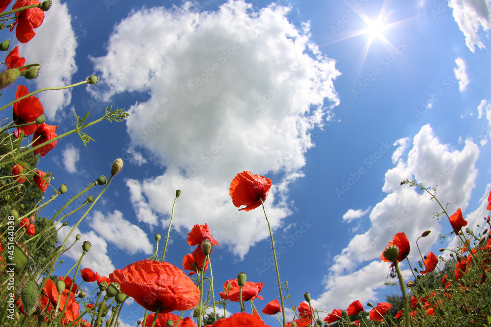 Obraz premium Mohnwiese mit blauen Himmel