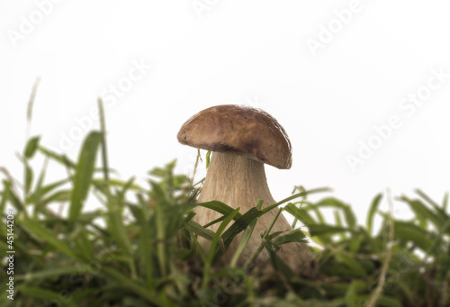 porcini mushroom