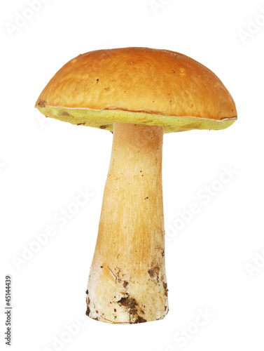 Cep isolated on white background