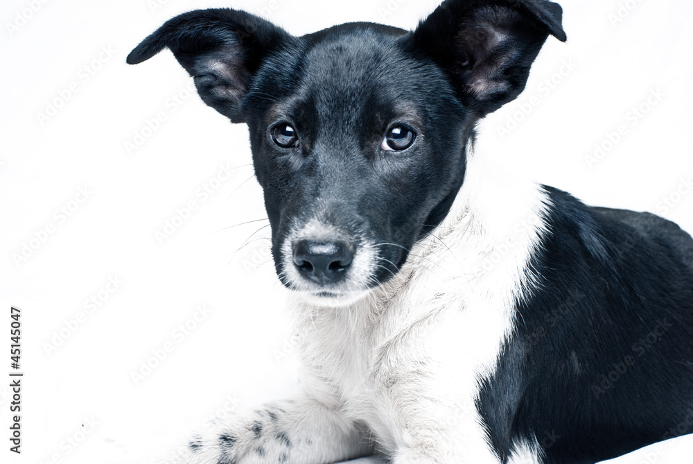 puppy in front of a white background