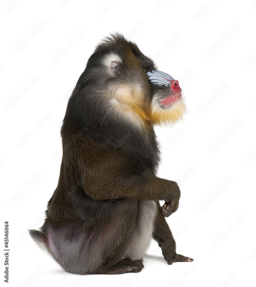 Mandrill sitting, Mandrillus sphinx, 22 years old Mandrill sitting, Mandrillus sphinx, 22 years old
