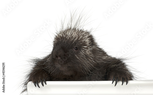 Portrait of North American Porcupine, Erethizon dorsatum photo