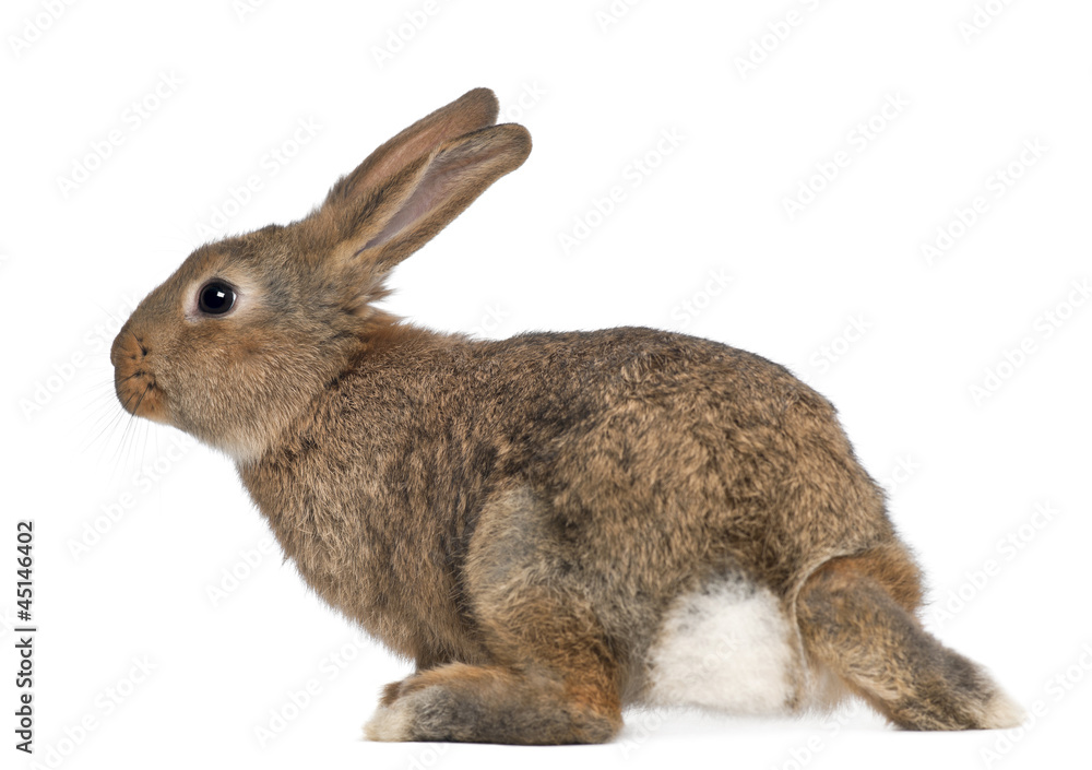 Fototapeta premium Rabbit against white background