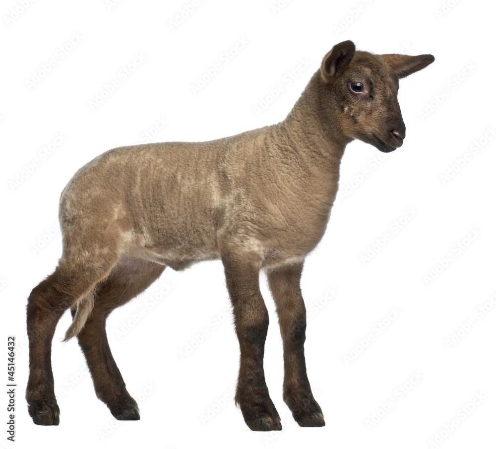 Fototapeta premium Lamb standing against white background