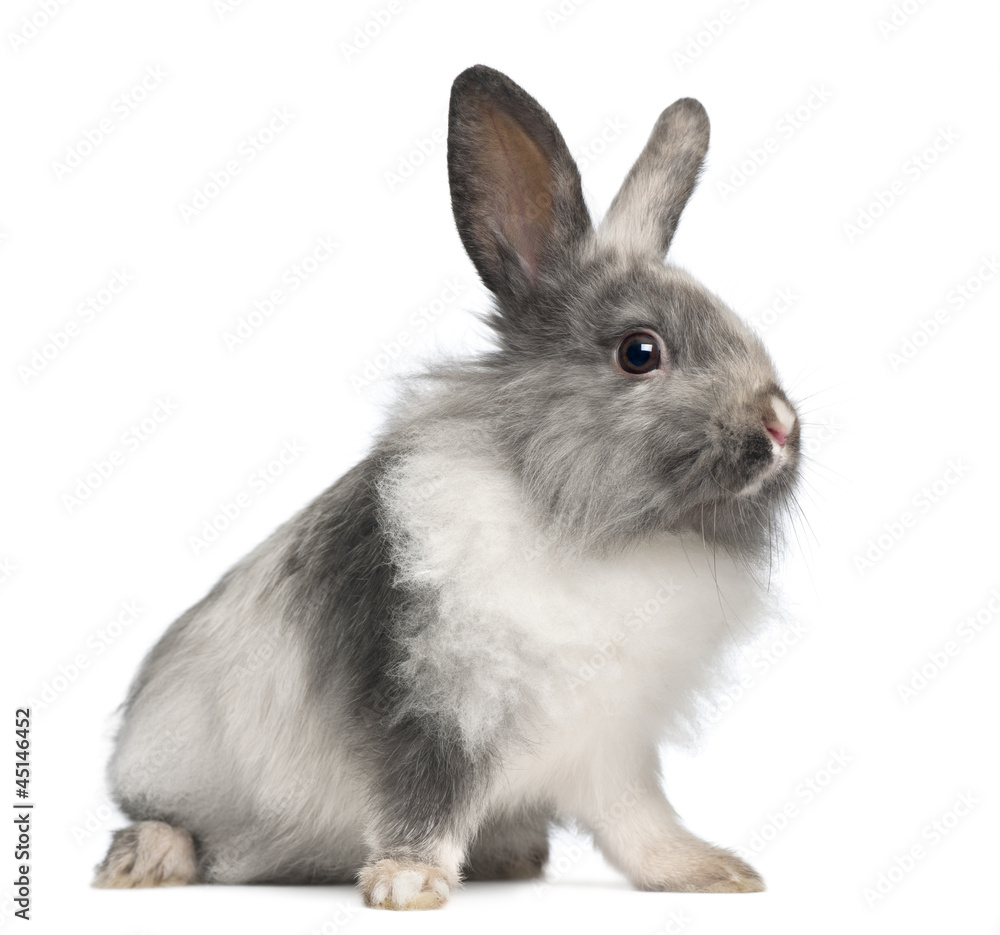 Rabbit sitting against white background Rabbit sitting against white background