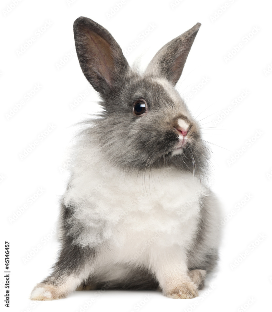 Obraz premium Rabbit sitting against white background