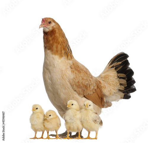 Canvas-taulu Hen with its chicks against white background