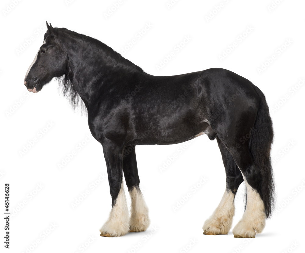 Shire Horse standing against white background Shire Horse standing against white background