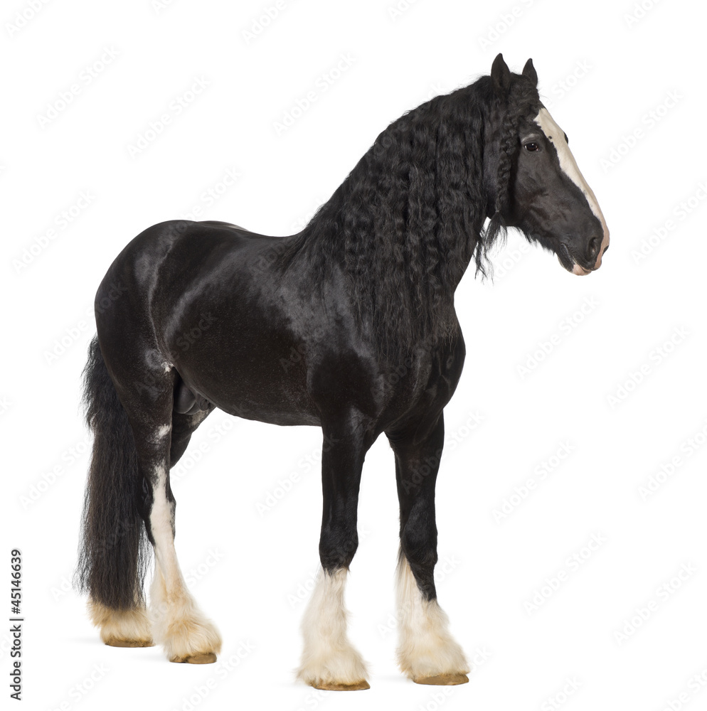 Fototapeta premium Shire Horse standing against white background