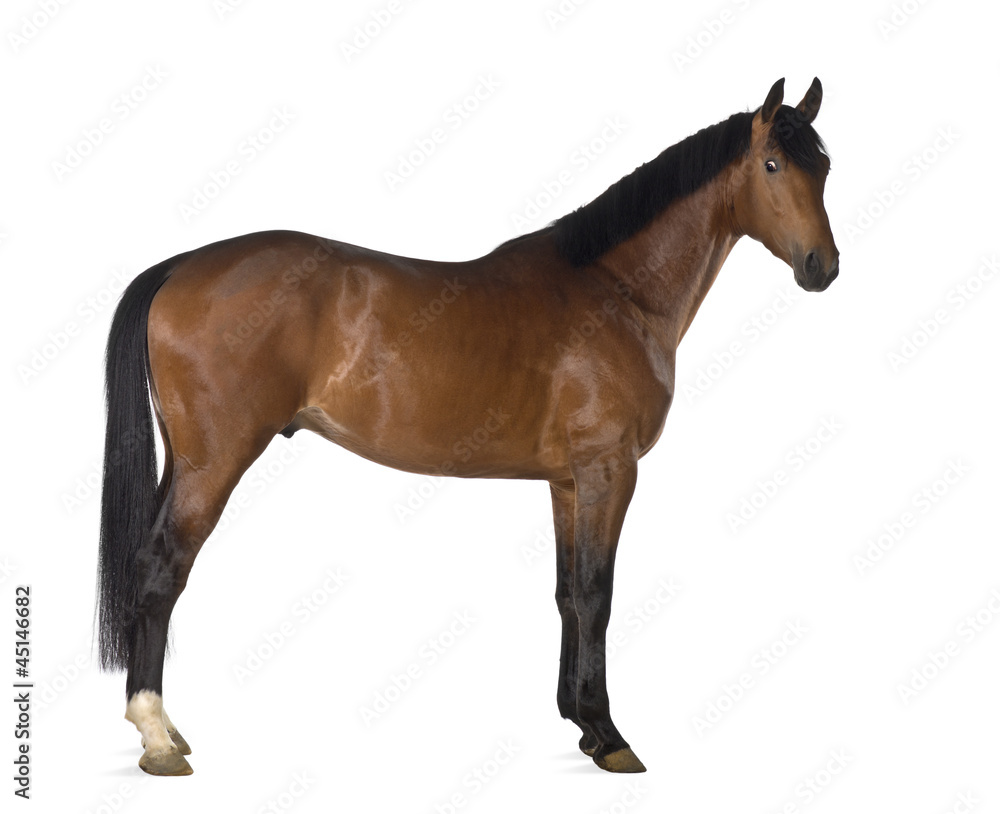 Crossbreed horse against white background