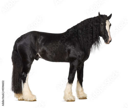 Shire Horse standing against white background