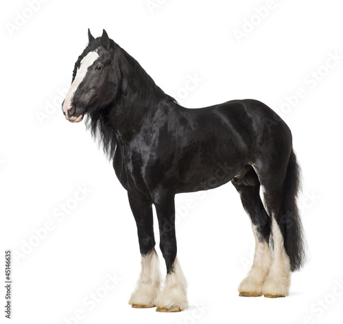 Shire Horse standing against white background