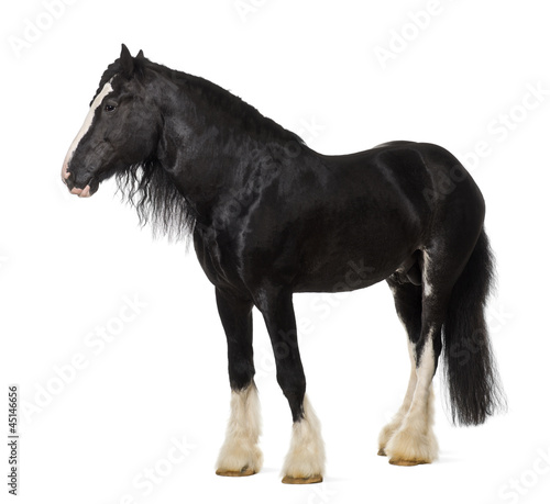 Fototapeta Naklejka Na Ścianę i Meble -  Shire Horse standing against white background