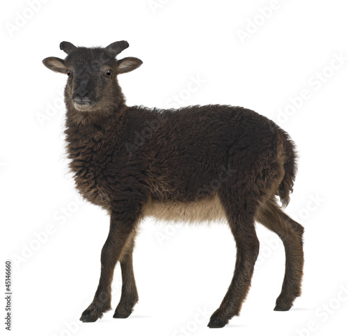 Goat standing against white background © Eric Isselée