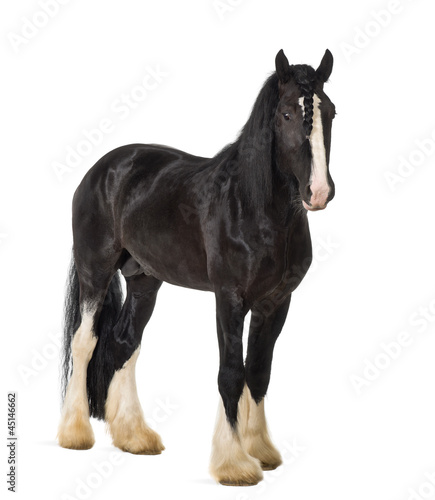 Obraz na plátně Shire Horse standing against white background