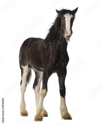 Shire horse foal standing against white background © Eric Isselée