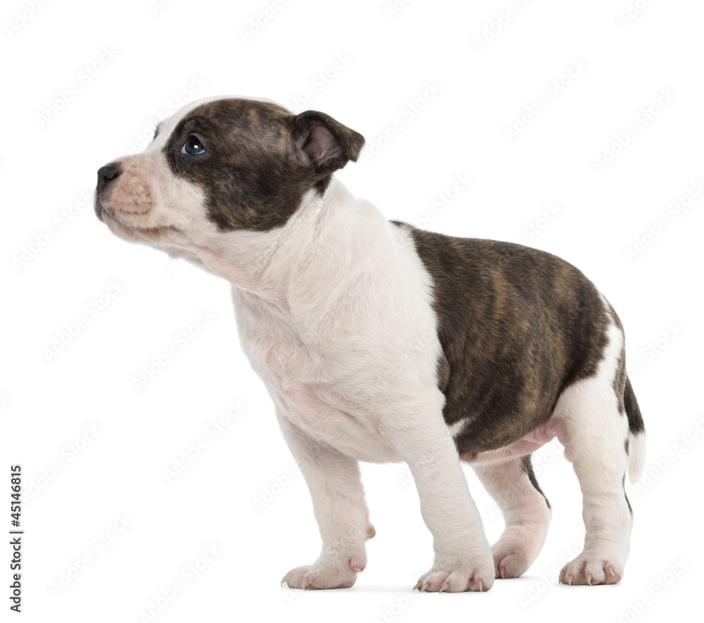 American Staffordshire Terrier Puppy, 6 weeks old American Staffordshire Terrier Puppy, 6 weeks old