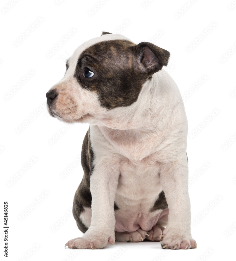 American Staffordshire Terrier Puppy sitting and looking away
