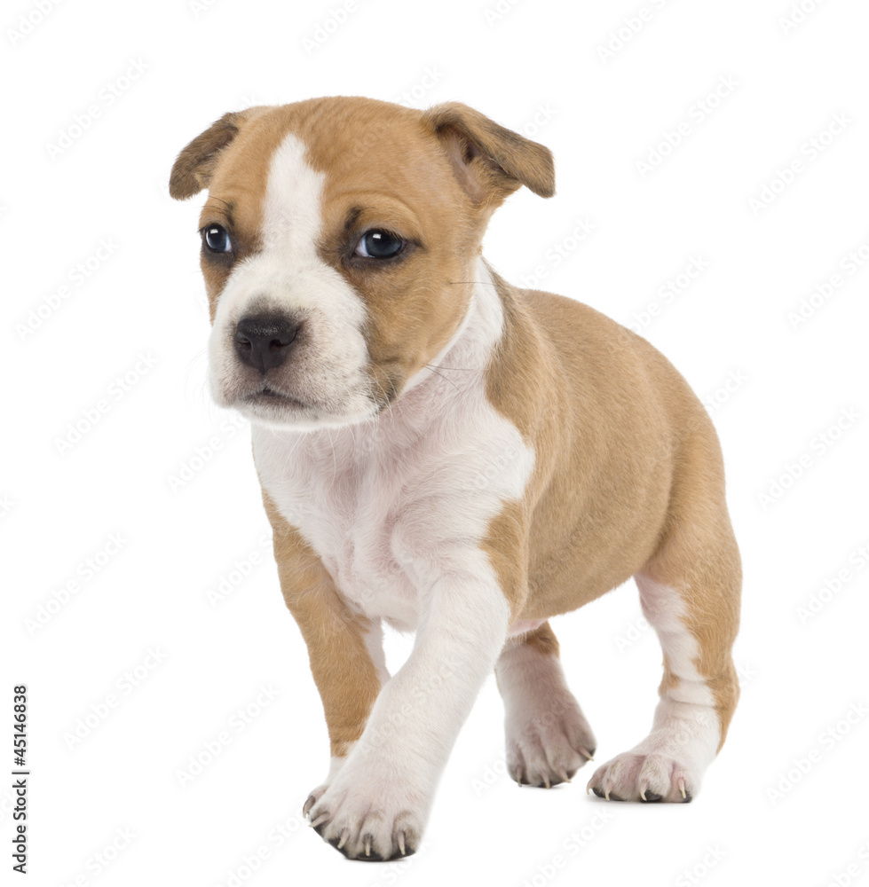 Portrait of American Staffordshire Terrier Puppy walking