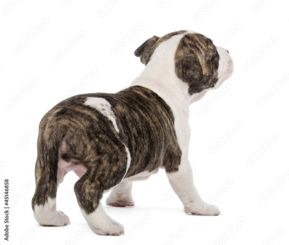 Rear view of an American Staffordshire Terrier Puppy