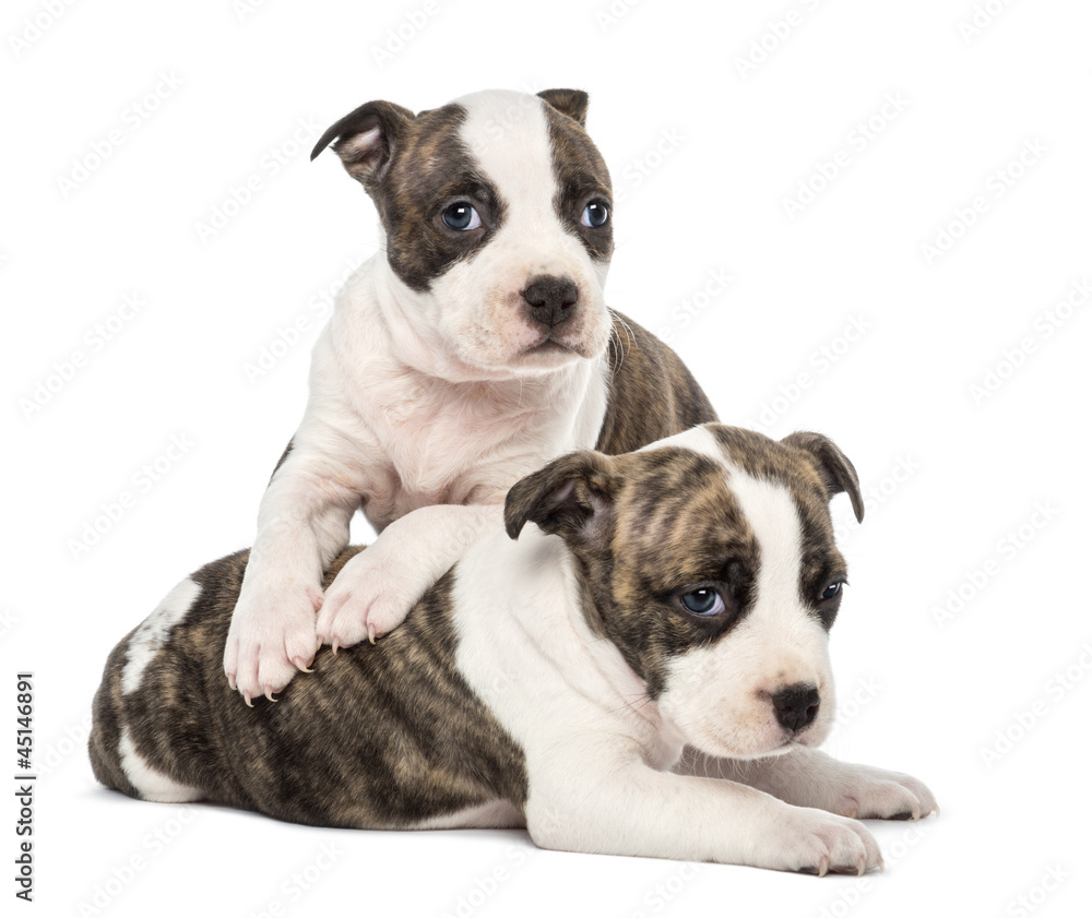 Portrait of American Staffordshire Terrier Puppy lying