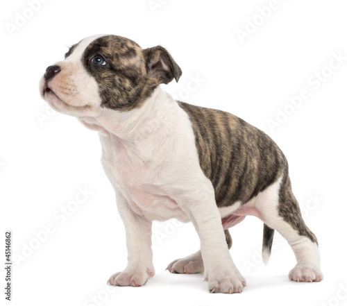 American Staffordshire Terrier Puppy, 6 weeks old © Eric Isselée