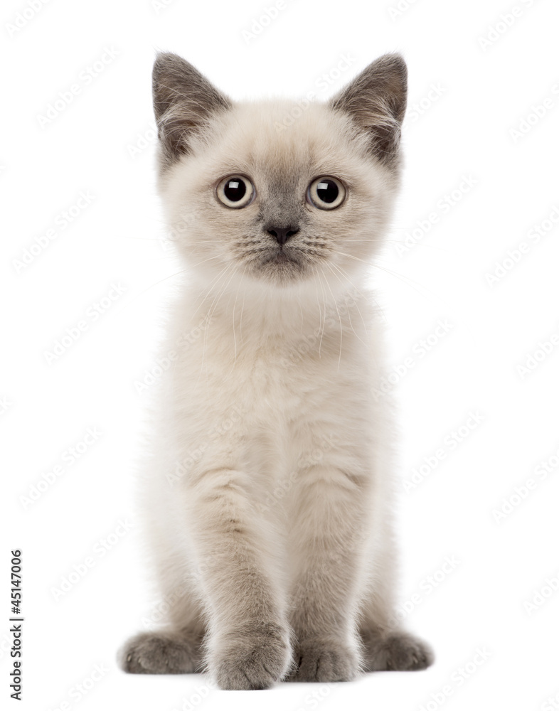 Portrait of British Shorthair Kitten sitting, 10 weeks old