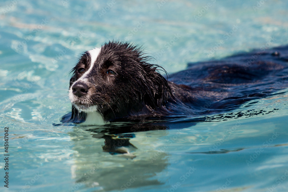 Fototapeta premium Swimming dog