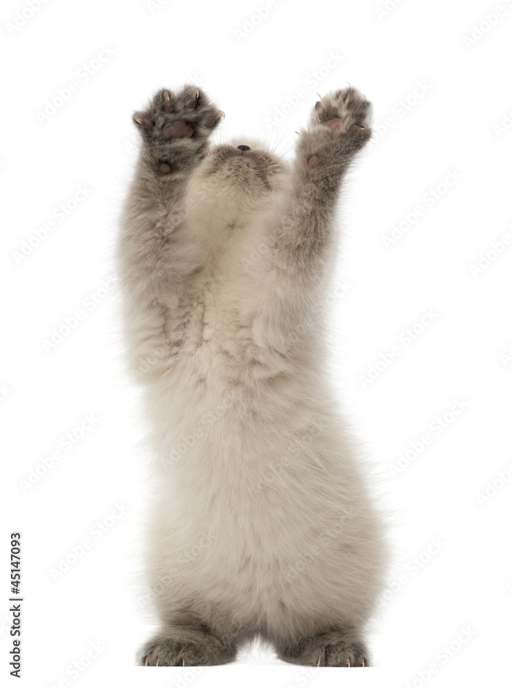 British Shorthair Kitten looking up and playing, 9 weeks old British Shorthair Kitten looking up and playing, 9 weeks old