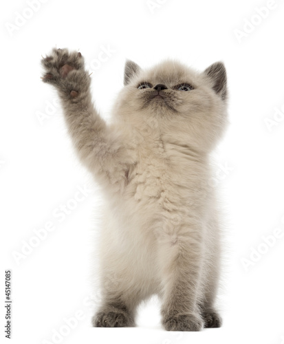Fototapeta Naklejka Na Ścianę i Meble -  British Shorthair Kitten looking up and playing, 9 weeks old