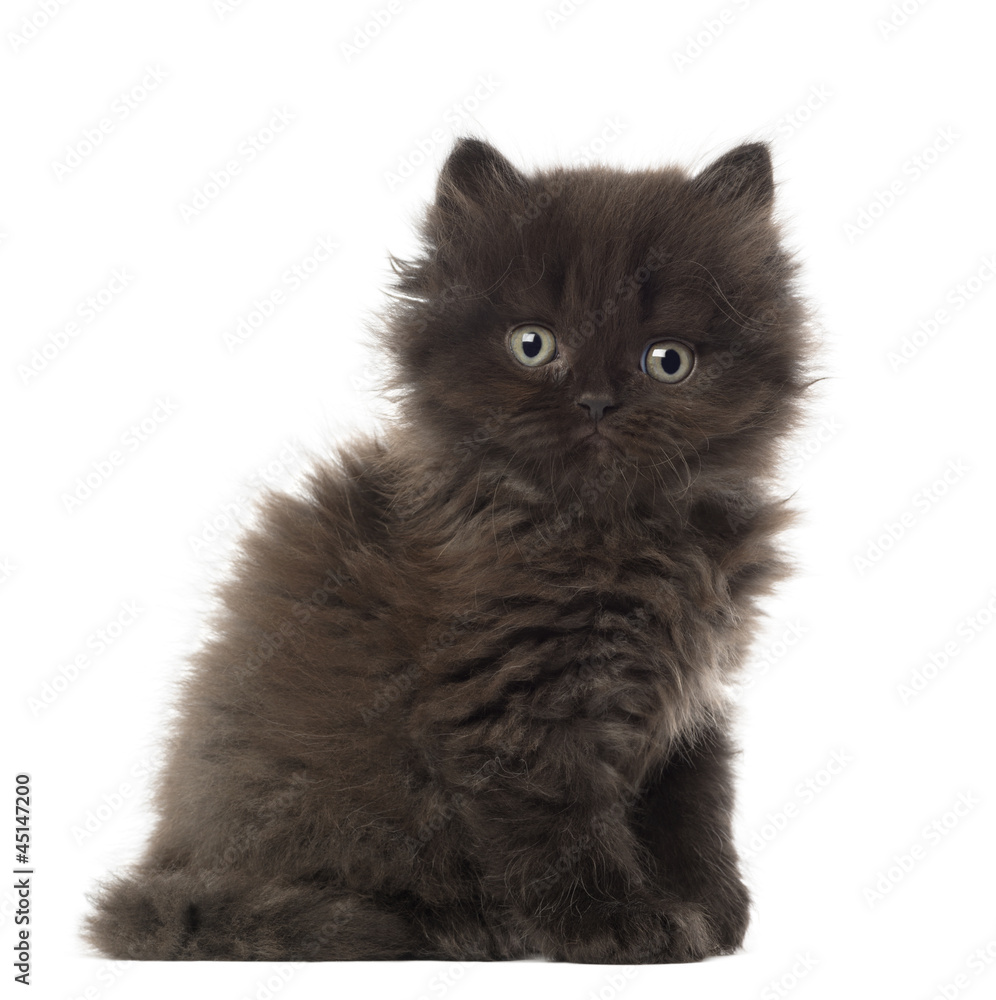 Portrait of British Longhair Kitten sitting, 5 weeks old