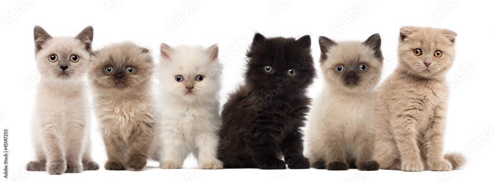 Naklejka premium Group of British shorthair and British longhair kittens