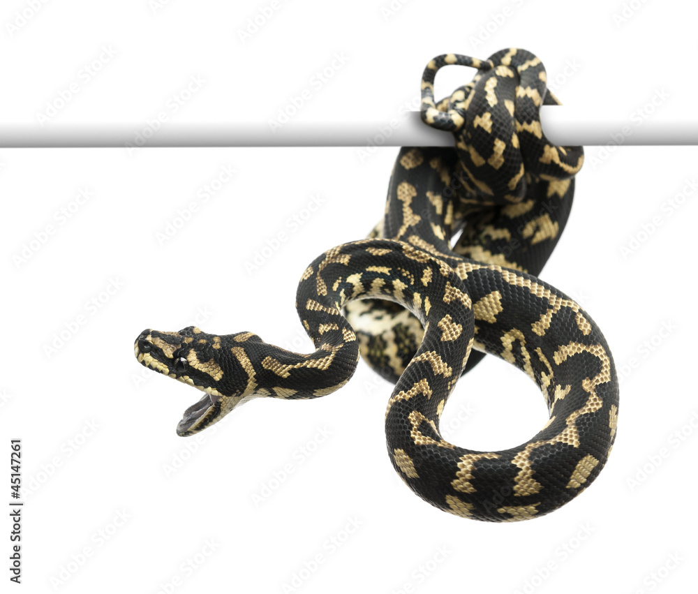 Naklejka premium Jungle carpet python attacking, Morelia spilota cheynei