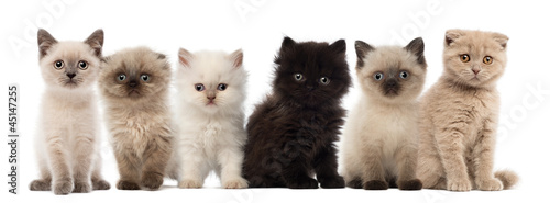 Obraz na plátně Group of British shorthair and British longhair kittens