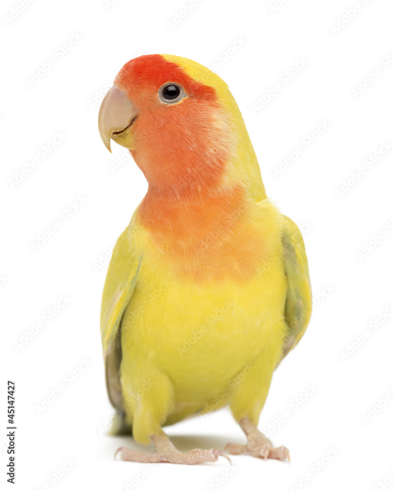 Obraz premium Rosy-faced Lovebird, Agapornis roseicollis