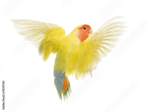 Rosy-faced Lovebird flying, Agapornis roseicollis © Eric Isselée