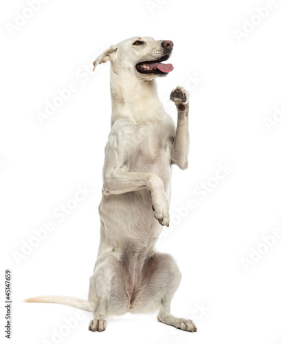 Crossbreed dog standing on hind legs against white background