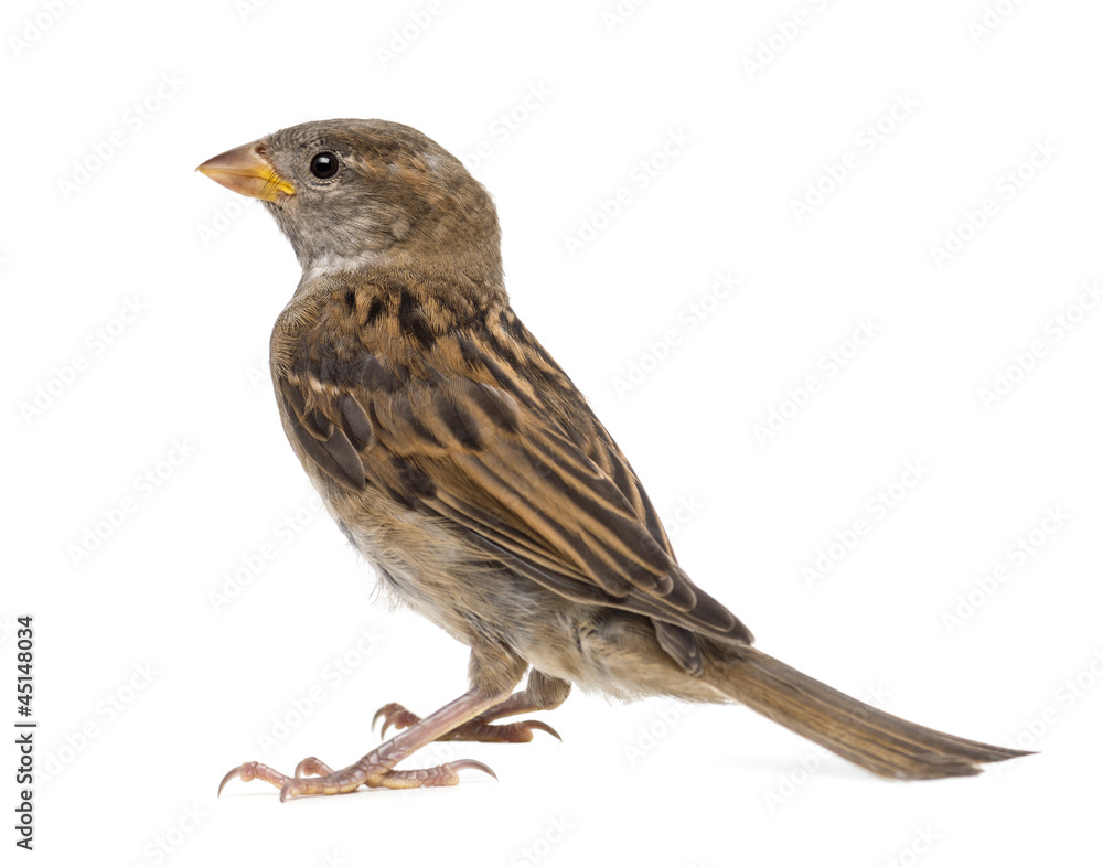 Fototapeta premium House Sparrow against white background