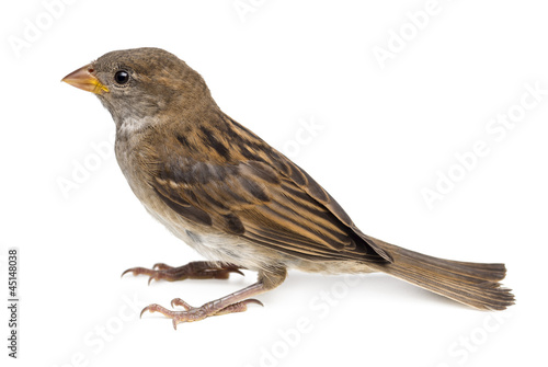 House Sparrow against white background © Eric Isselée