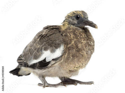 Young Common Wood Pigeon, Columba palumbus