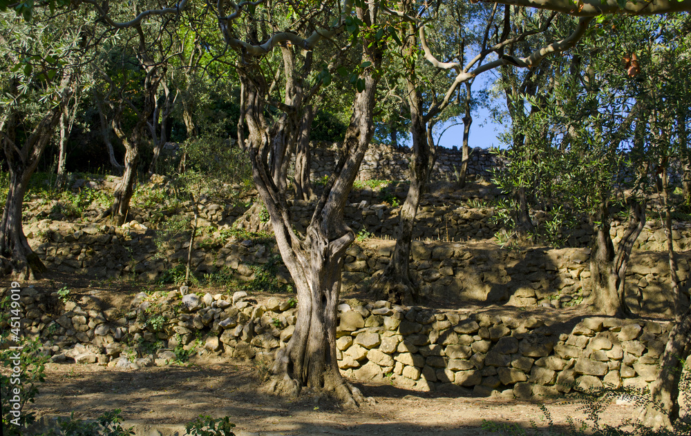 Fine park Fine park