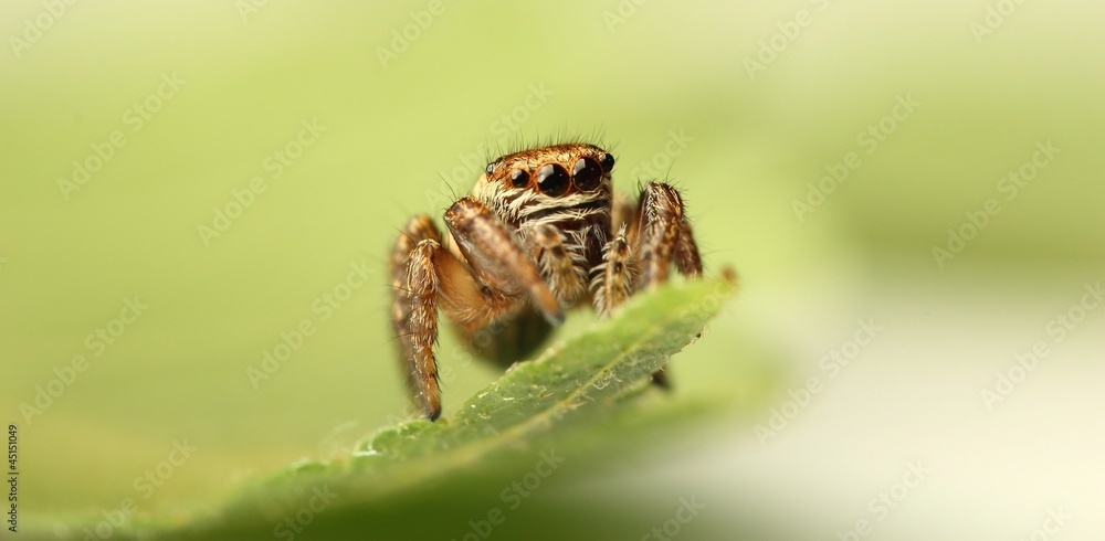jumping spider