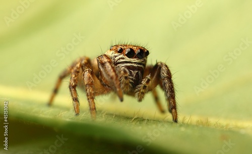 jumping spider © meikesen