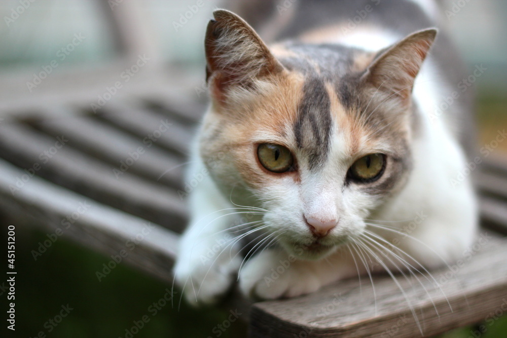 Garden cat